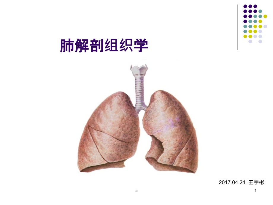 肺解剖学组织学1课件_第1页