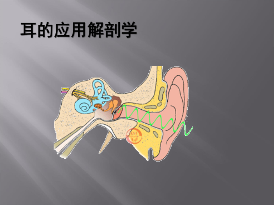 耳的应用解剖学课件_第1页