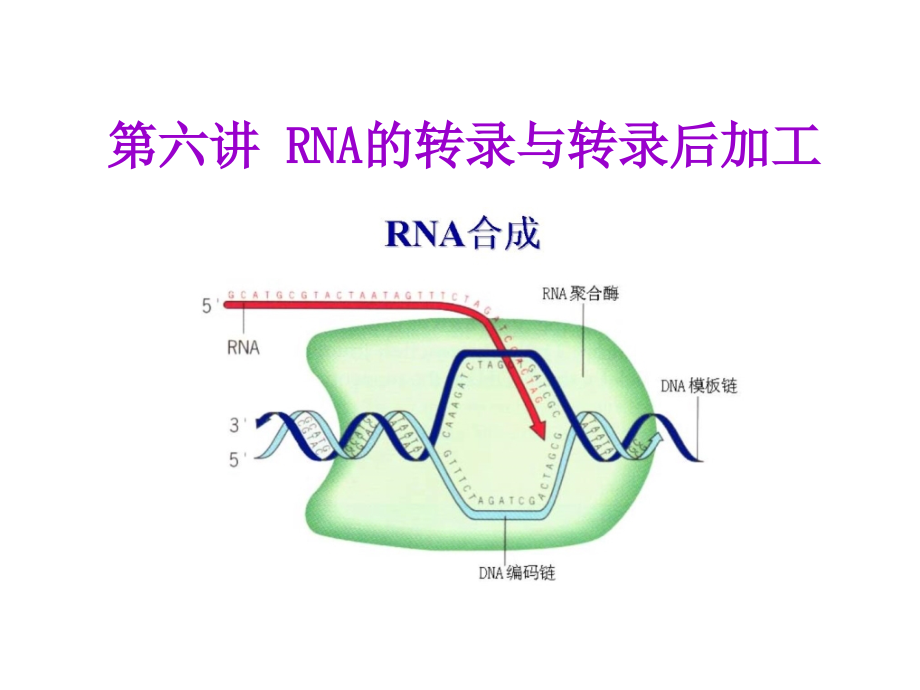 --RNA的转录与转录后加工课件_第1页