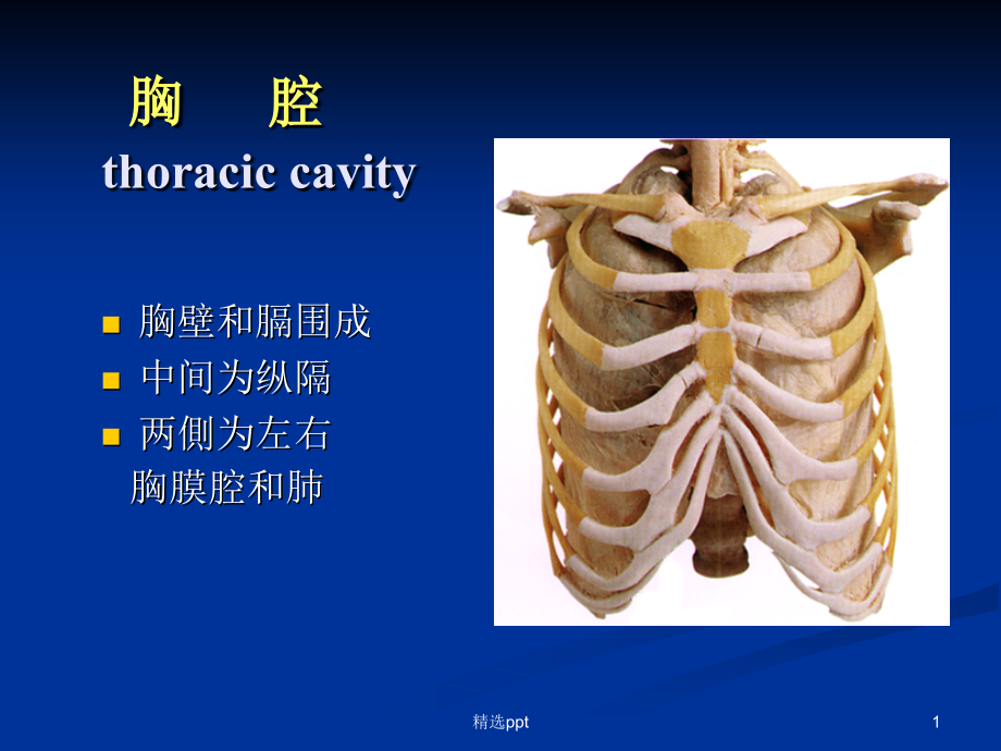 胸腔解剖图谱1课件_第1页