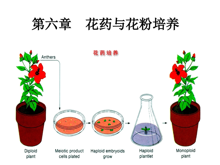 --花药与花粉培养课件_第1页