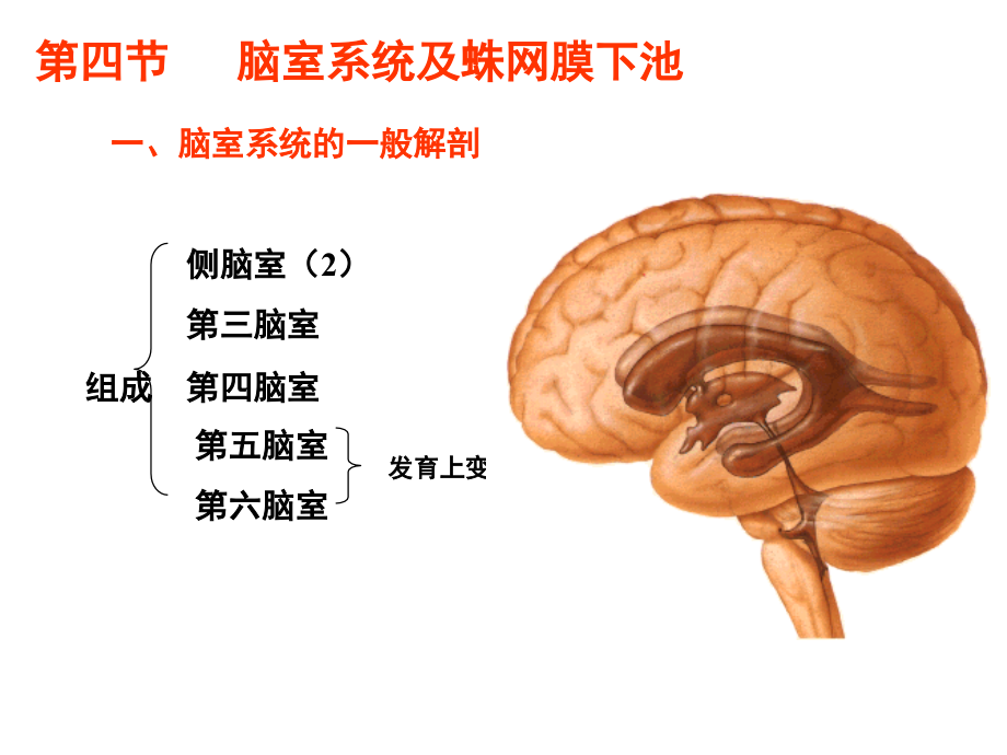 脑室蝶鞍区课件_第1页