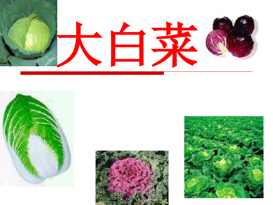 大白菜栽培技术课件_第1页