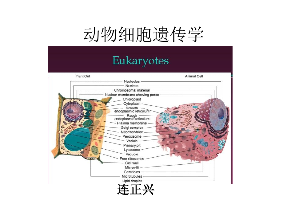 绪论动物细胞遗传学课件_第1页