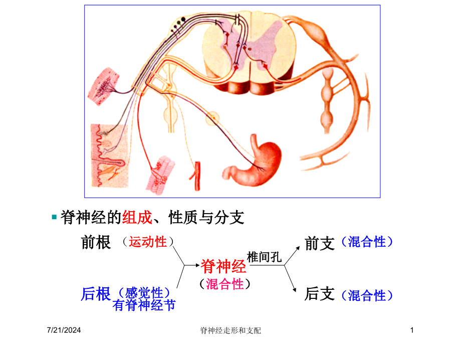 脊神经走形和支配培训课件_第1页