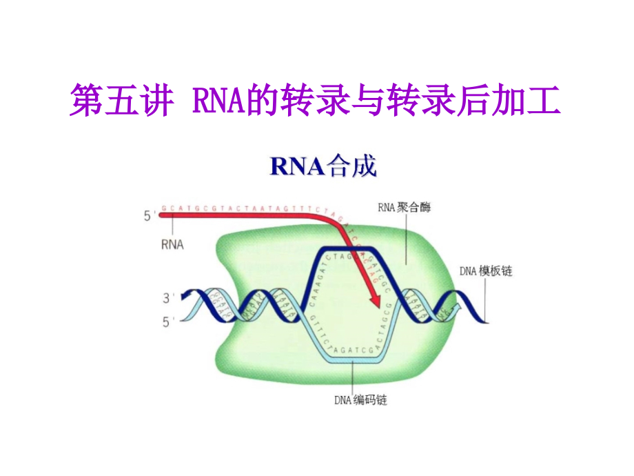 --RNA的转录与转录后加工(一)讲课教案课件_第1页