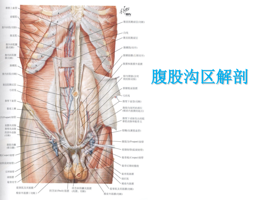 腹股沟管解剖教学课件_第1页