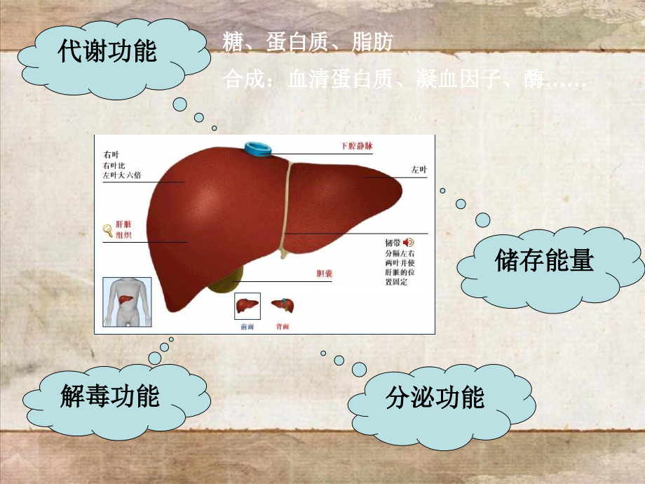 肝功能检查及粪便课件_第1页