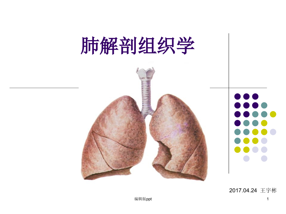 肺解剖学组织学课件_第1页