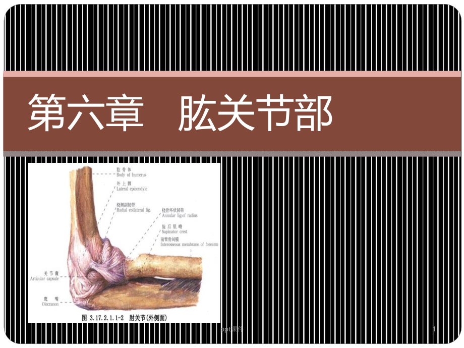 肱关节部--课件_第1页