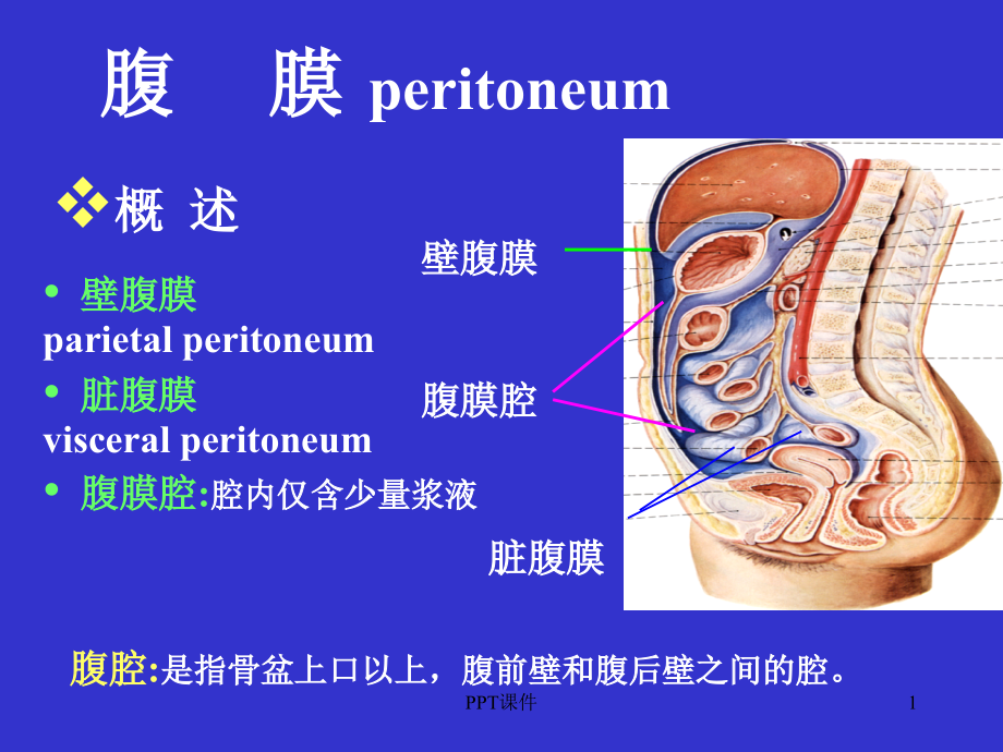 腹膜解剖--课件_第1页