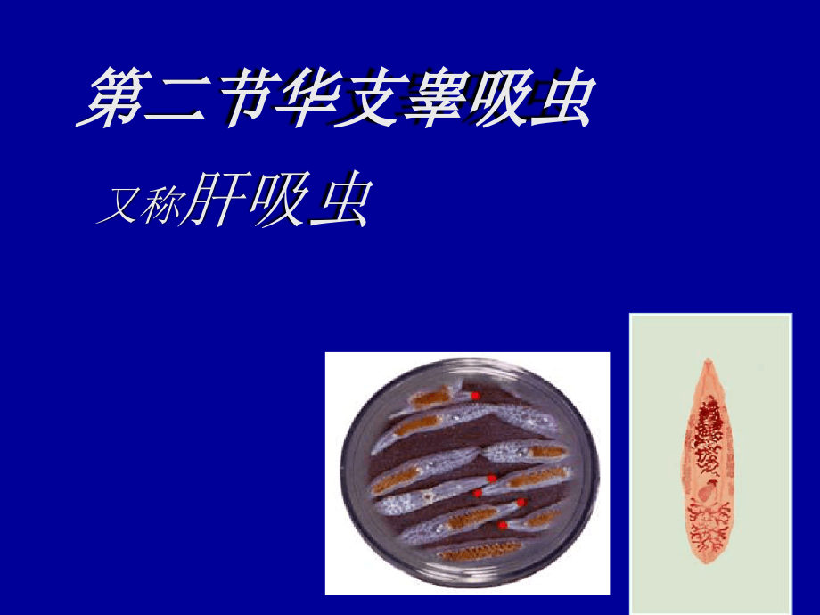 肝吸虫姜吸虫及肝片吸虫课件_第1页