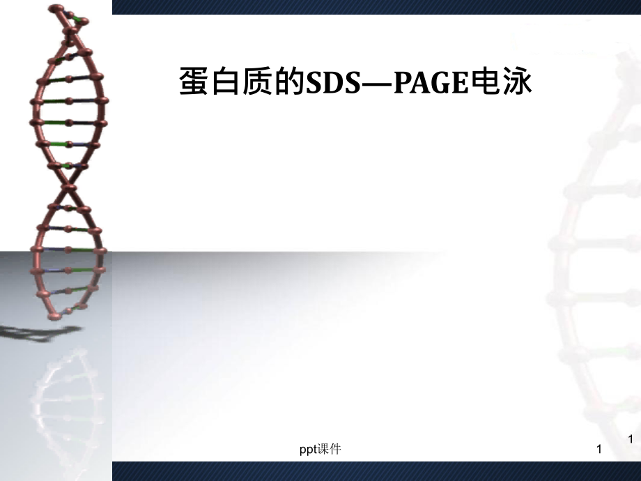 蛋白质的SDS-PAGE电泳--课件_第1页