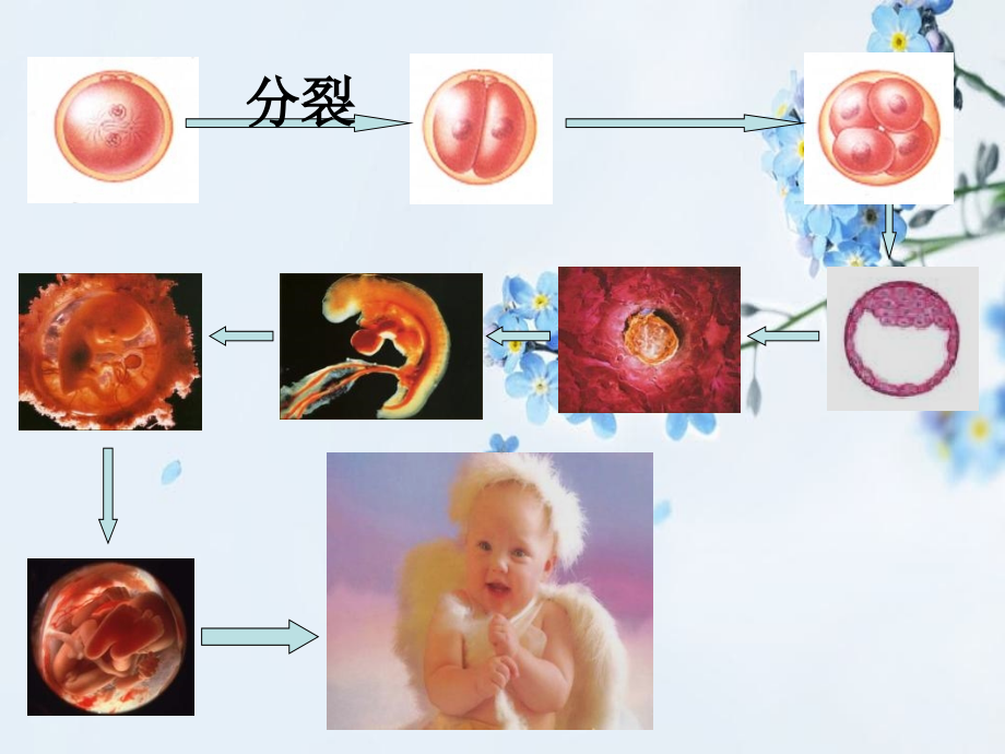 必修一细胞分化_第1页