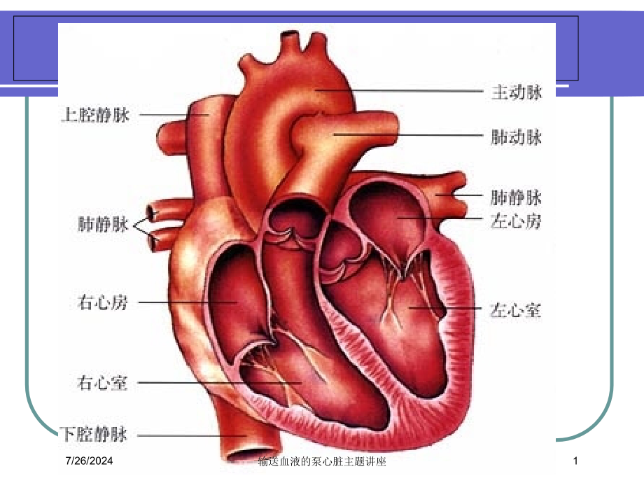 输送血液的泵心脏主题讲座培训课件_第1页