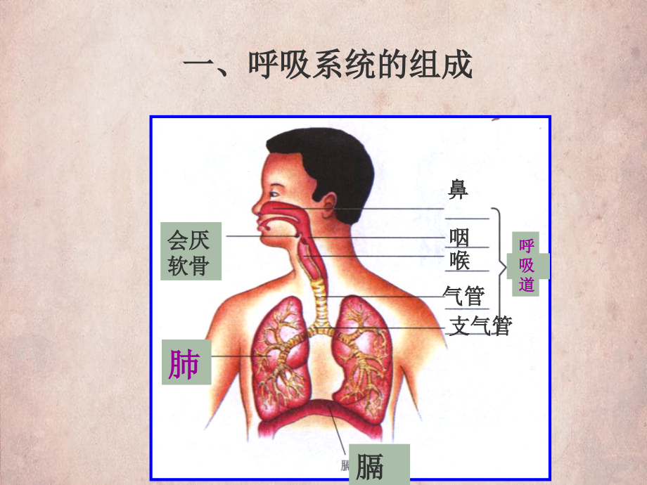 发生在肺内的气体交换AK_第1页