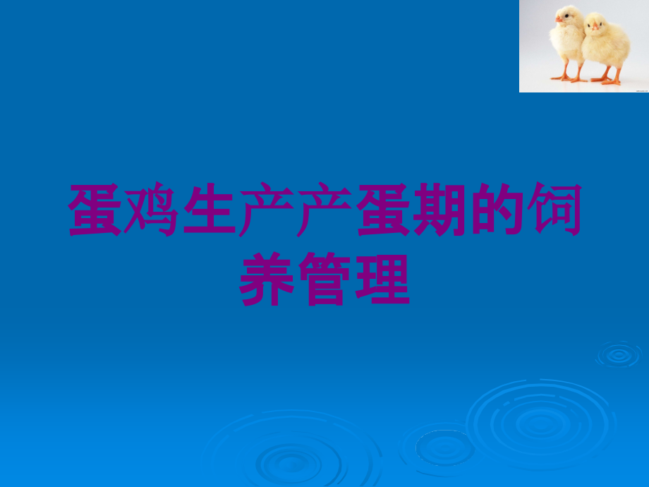 蛋鸡生产产蛋期的饲养管理培训课件_第1页