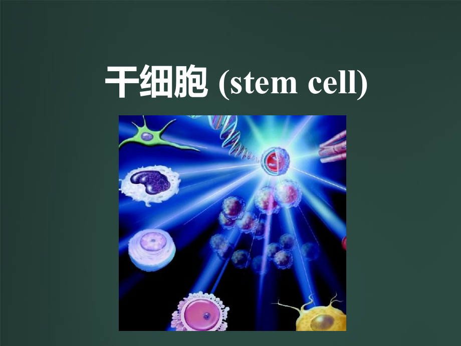 干细胞的生物学特征_第1页