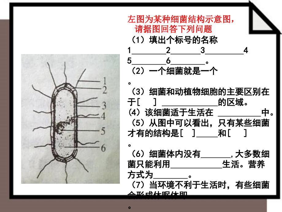 讲课用：真菌[1]课件_第1页