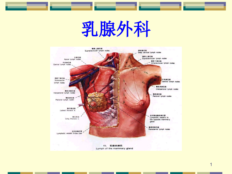 乳腺外科疾病的诊断与治疗课件_第1页