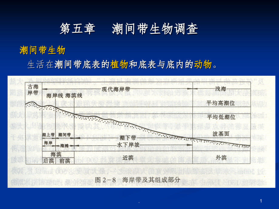 -潮间带生物调查课件_第1页