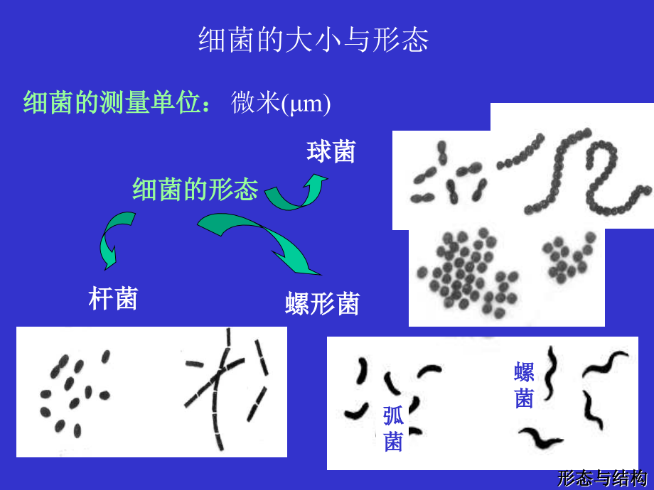 细菌的结构与形态_第1页