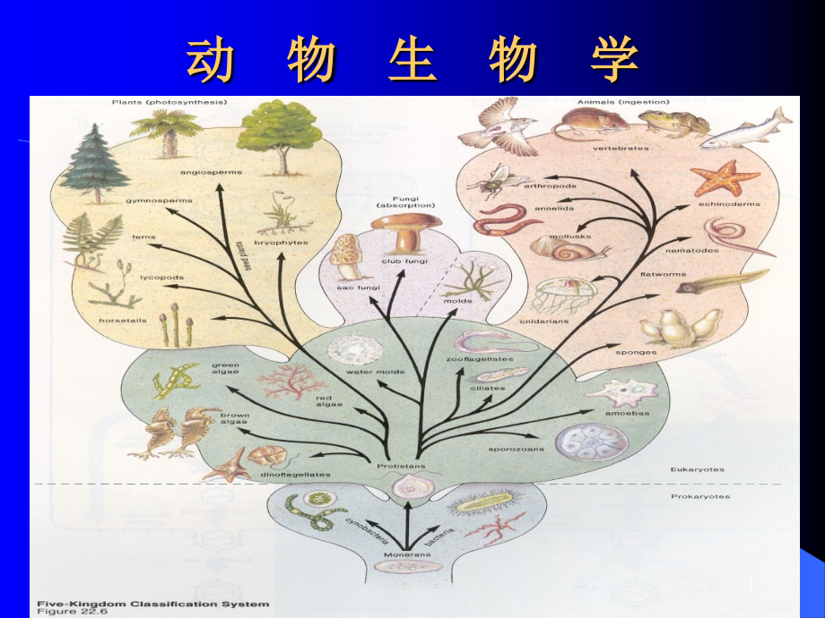 动物生物学课件_第1页