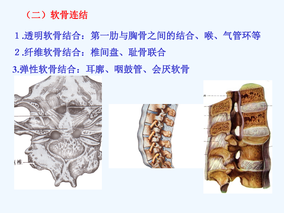 运动解剖学关节课件_第1页