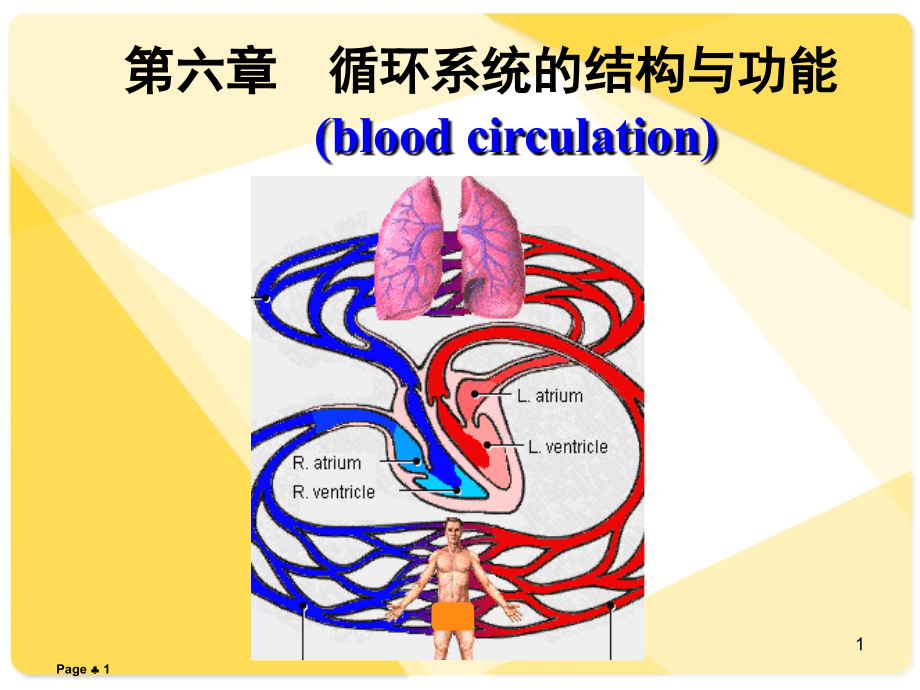 血液循环系统的结构与功能--课件_第1页