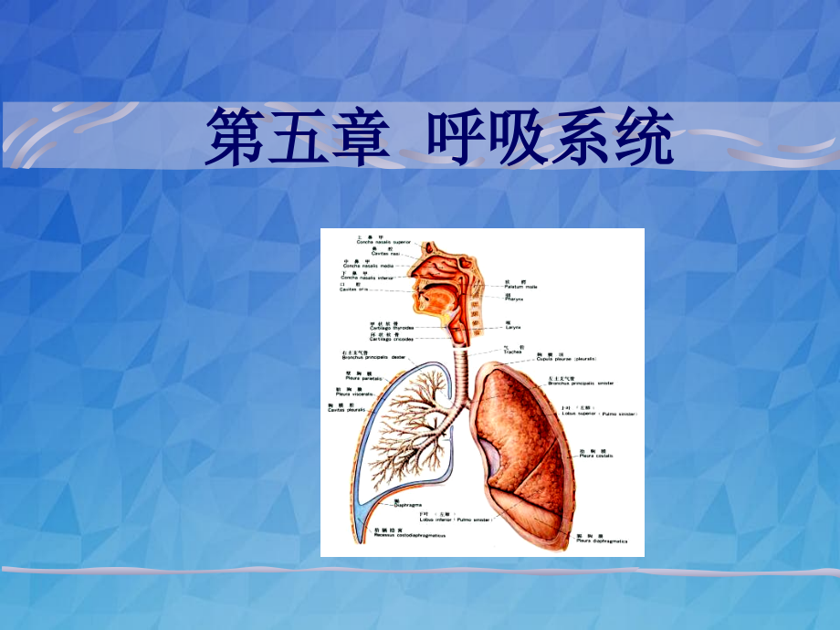 呼吸系统-呼吸、泌尿_第1页