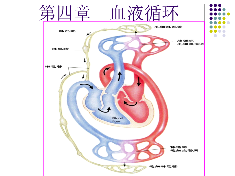 血液循环-课件1_第1页