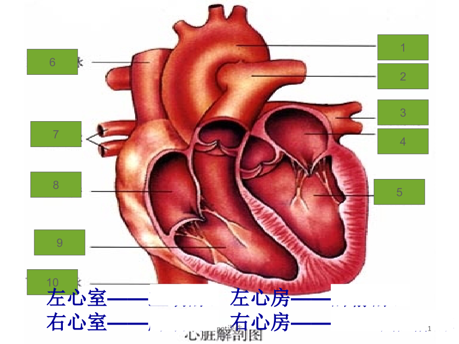 输血与血型--课件_第1页