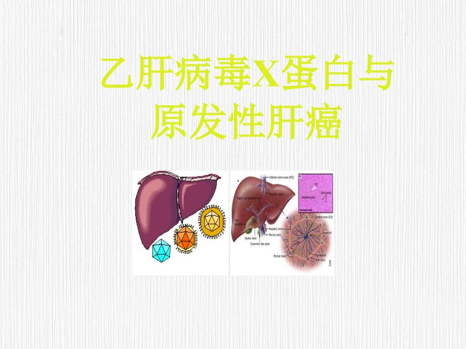 HBV-X-乙肝病毒蛋白與原發(fā)性肝癌_第1頁