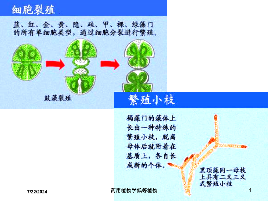 药用植物学低等植物培训课件_第1页