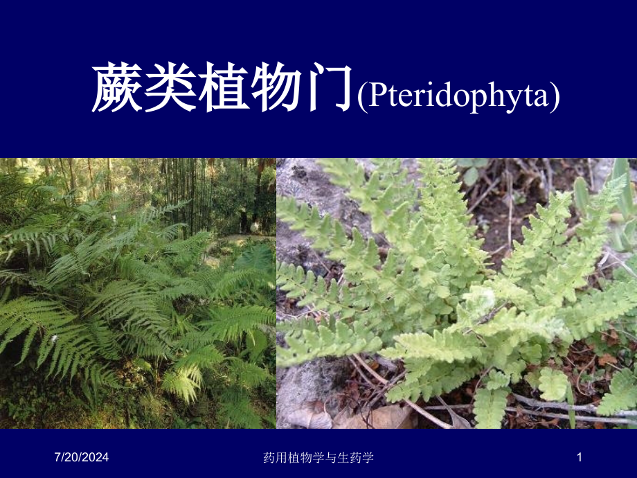 蕨类植物门Pteridophyta课件_第1页