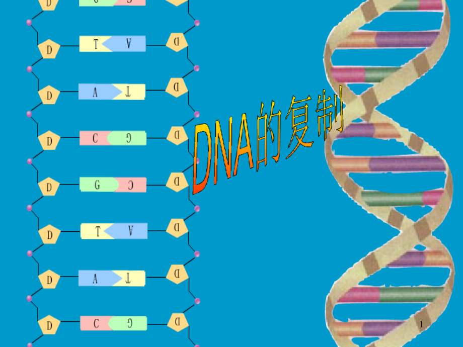 DNA的半保留复制-课件_第1页