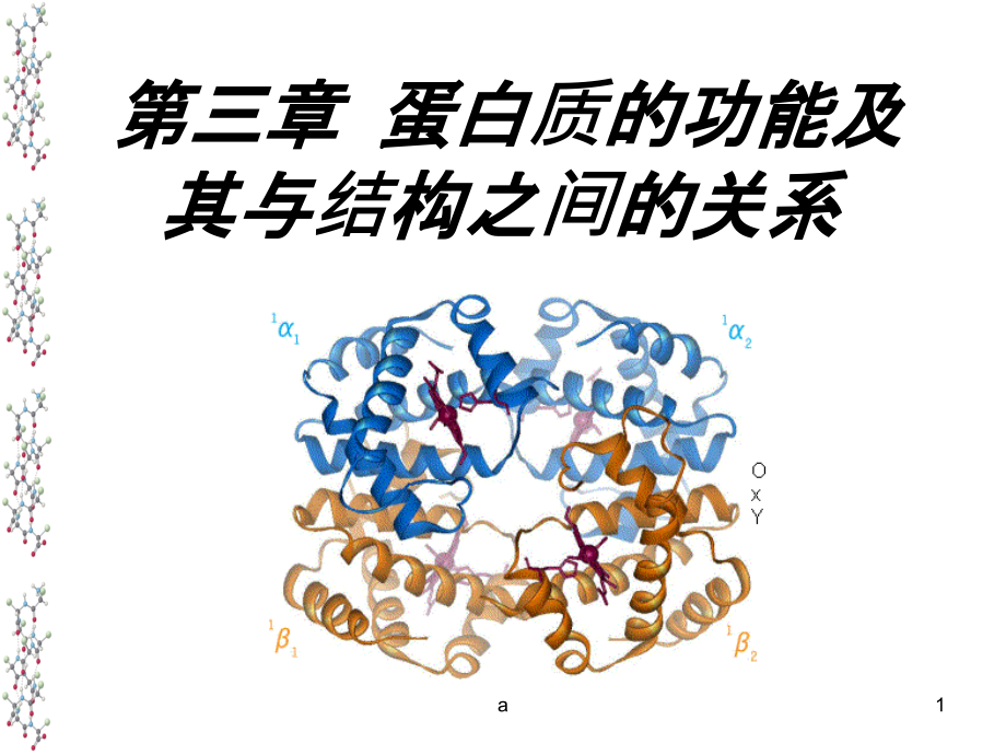 蛋白质的功能及其与结构之间的关系课件_第1页