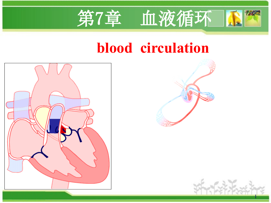 血液循环--心血管活动的调节--课件_第1页