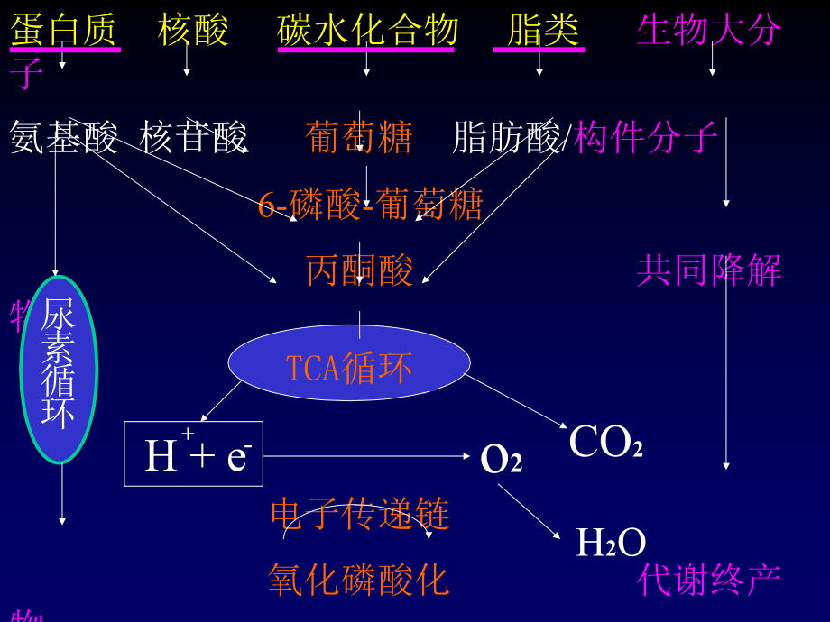 蛋白质的降解和氨基酸的降解转化-课件_第1页