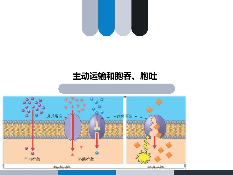 主動(dòng)運(yùn)輸和胞吞胞吐課件_第1頁