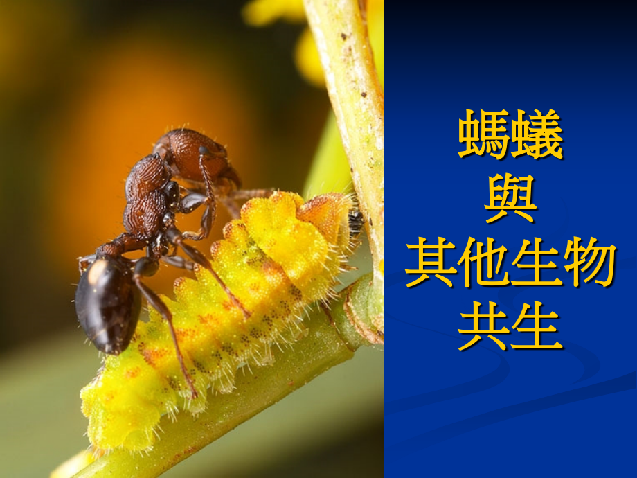 蚂蚁与其他生物共生资料课件_第1页