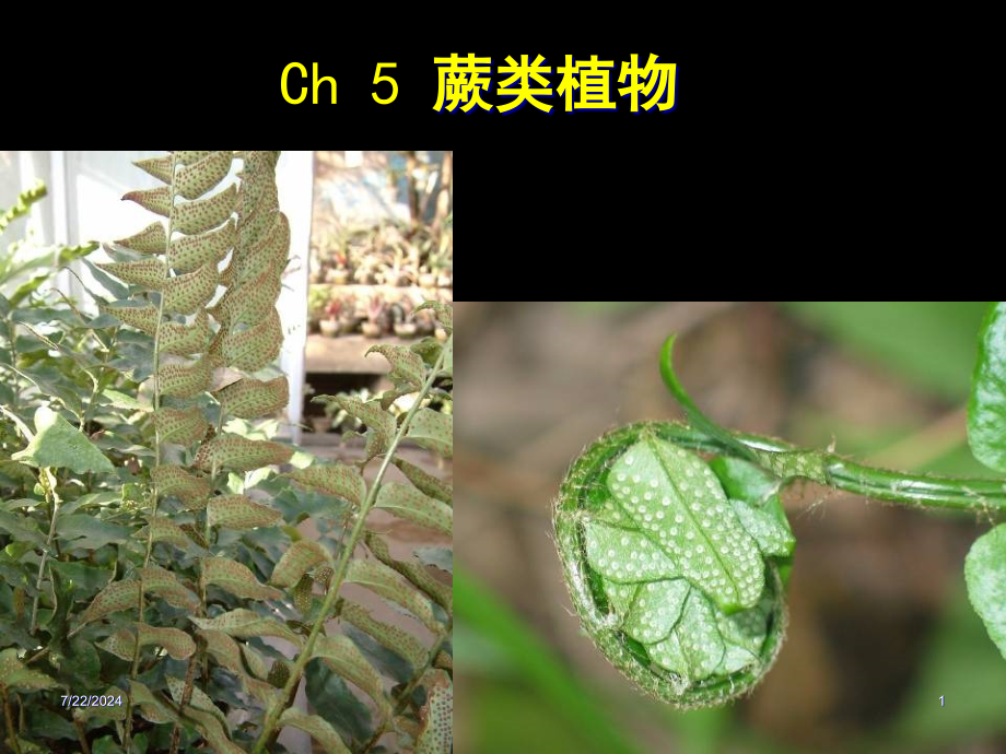 蕨类植物教案课件_第1页