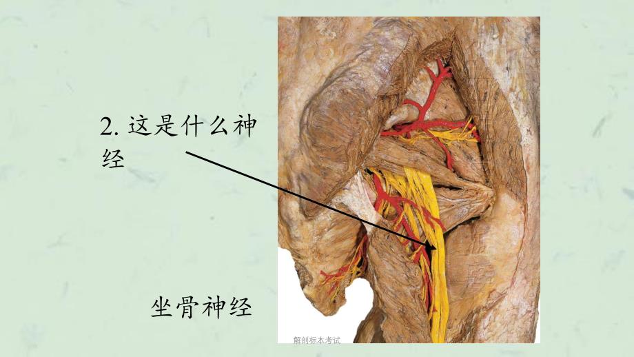 解剖标本考试课件_第1页