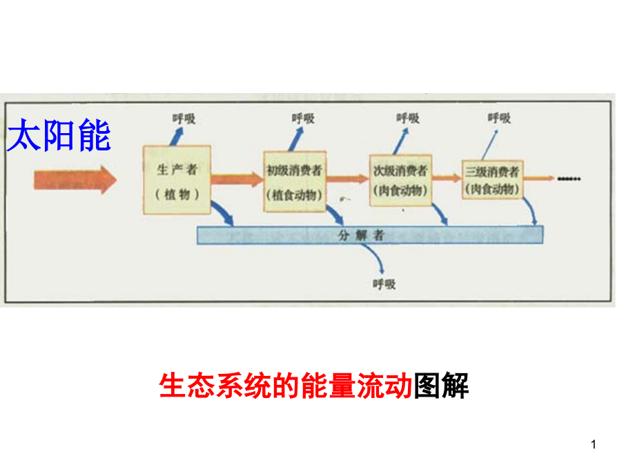 碳在生物群落中的存在形式课件_第1页