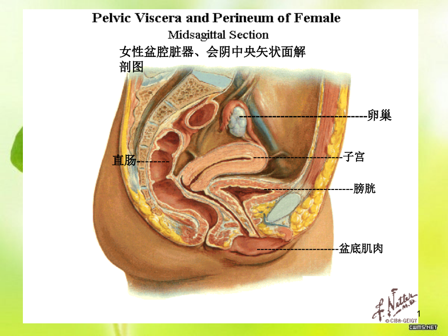 盆底康复治疗技术ppt课件_第1页