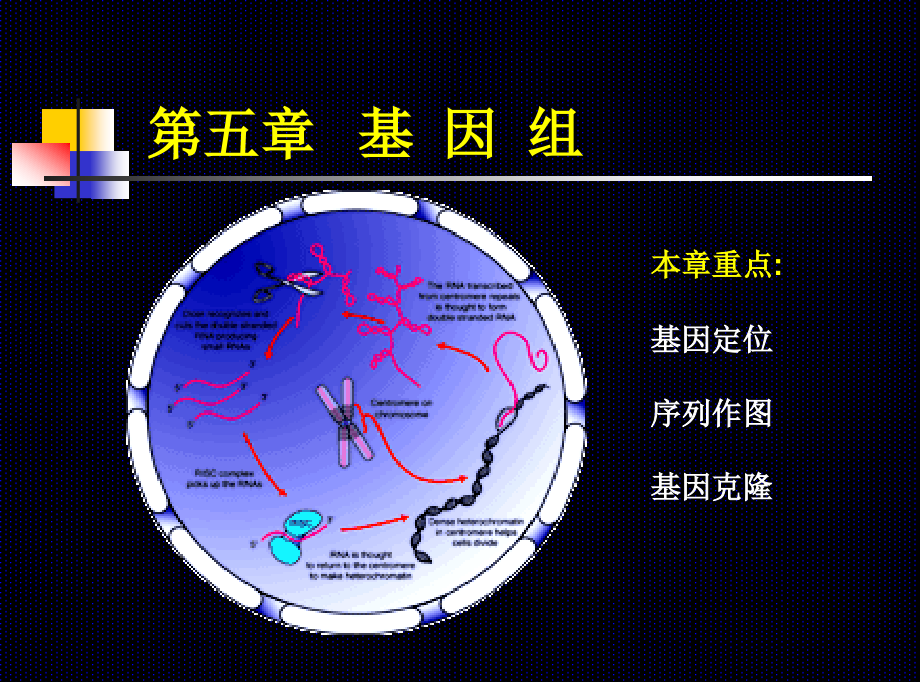 遗传学第五章基因组课件_第1页