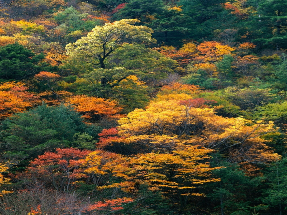 部编一年级语文上-《秋天》公开课课件_第1页