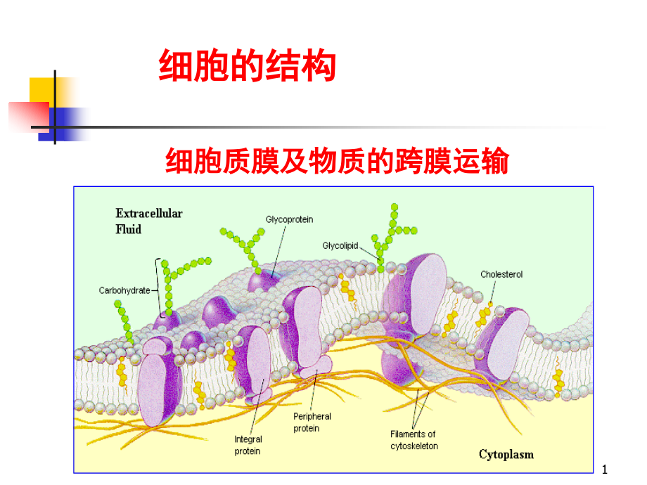 第18章-生物膜的组成与结构课件_第1页