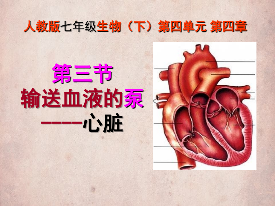 人教版七年级生物 (下)输送血液的泵---心脏_第1页