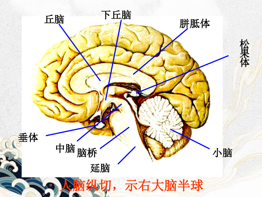 人脑的结构课件_第1页